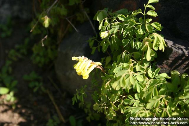 Photo: Pseudofumaria lutea 3.