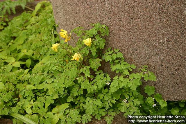 Photo: Pseudofumaria lutea 4.