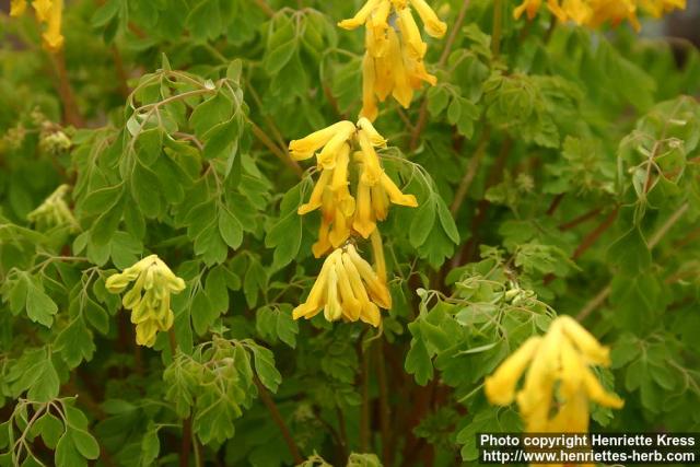 Photo: Pseudofumaria lutea 5.