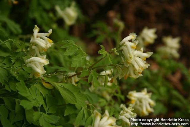 Photo: Pseudofumaria alba 4.