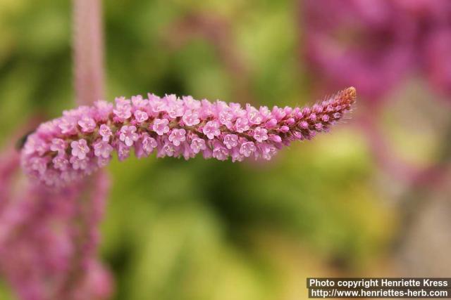 Photo: Psylliostachys suworowii 2.