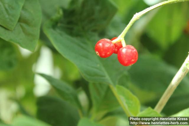 Photo: Psychotria kirkii 3.