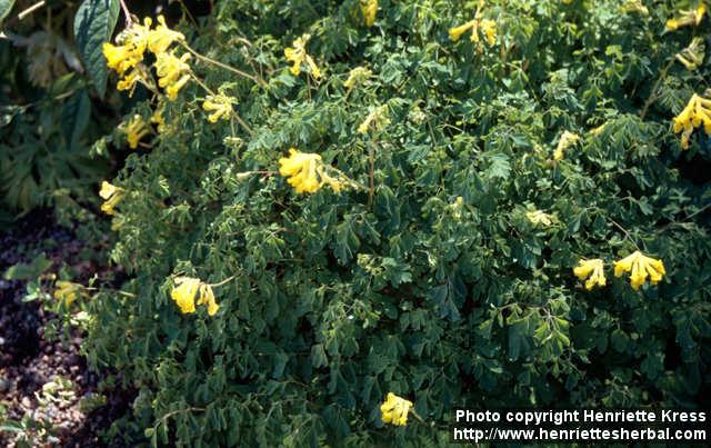 Photo: Pseudofumaria lutea 1.