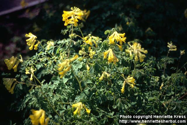 Photo: Pseudofumaria lutea.