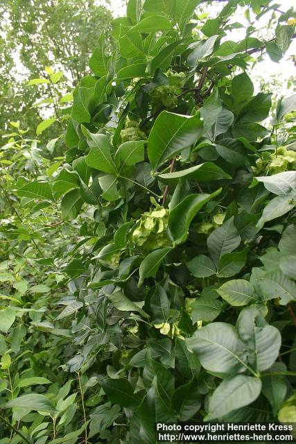 Photo: Ptelea trifoliata 3.