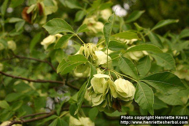 Photo: Ptelea trifoliata 7.