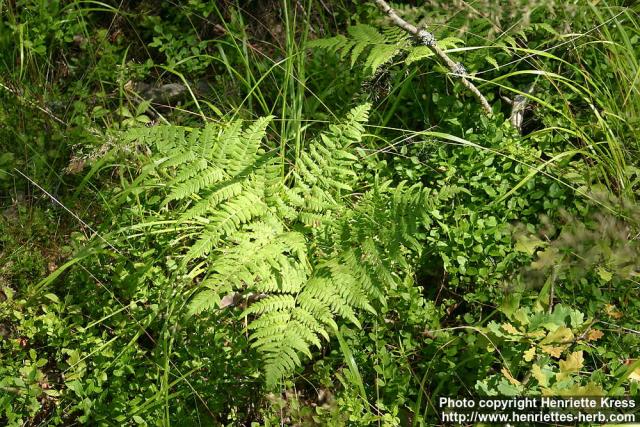 Photo: Pteridium aquilinum 5.