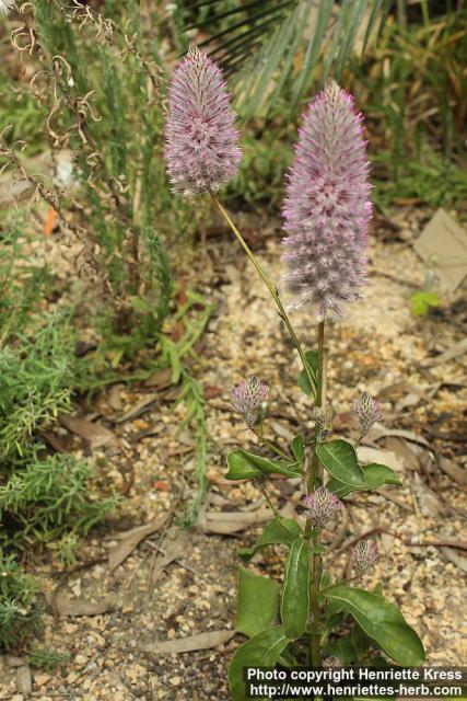 Photo: Ptilotus nobilis 0.