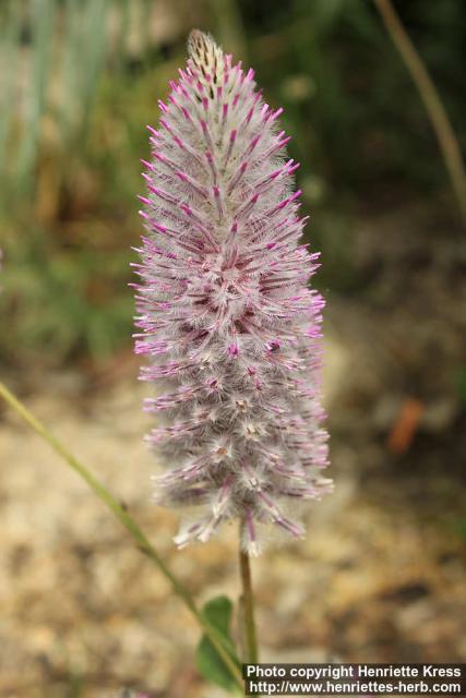 Photo: Ptilotus nobilis 2.