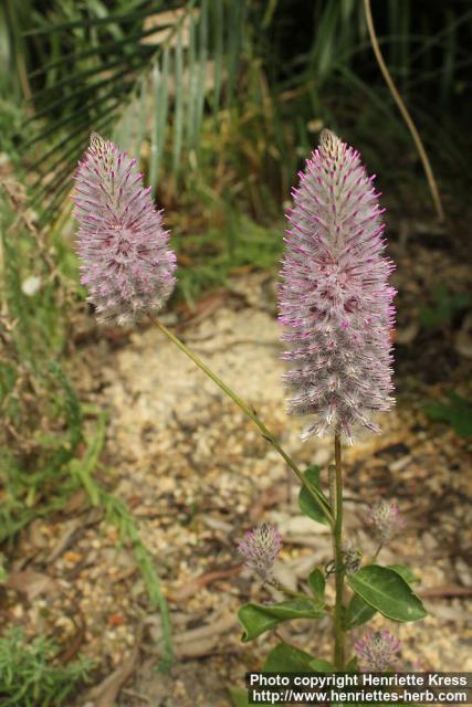 Photo: Ptilotus nobilis 3.