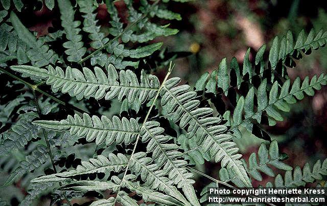 Photo: Pteridium aquilinum 4.