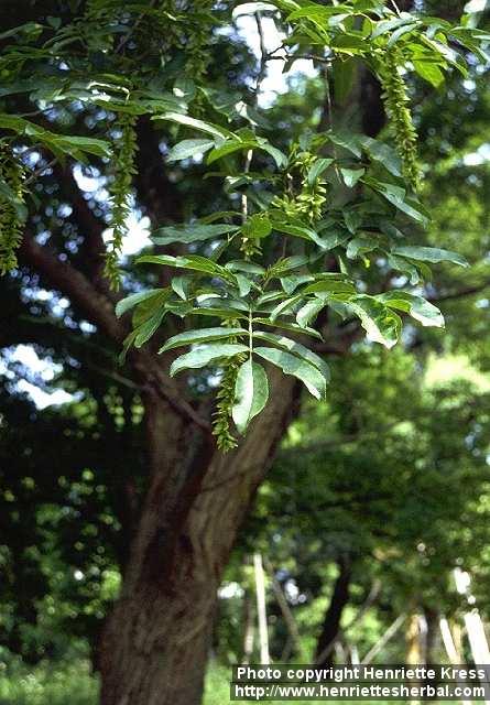 Photo: Pterocarya 1.