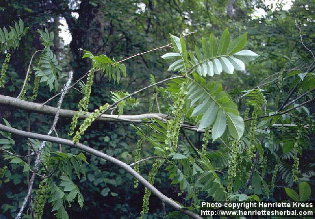 Photo: Pterocarya rhoifolia.