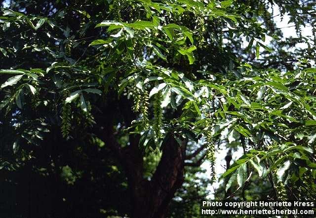 Photo: Pterocarya.