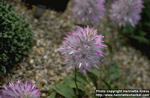 Photo: Ptilotus manglesii.