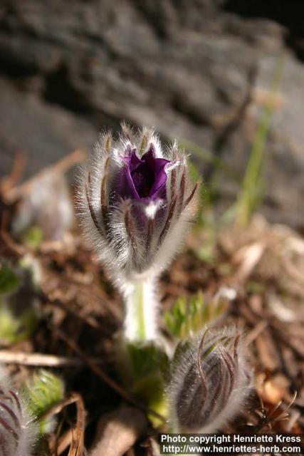 Photo: Pulsatilla vulgaris 10.