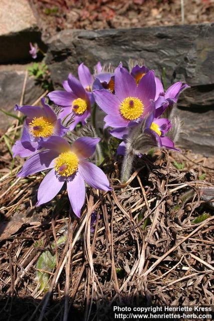 Photo: Pulsatilla vulgaris 13.