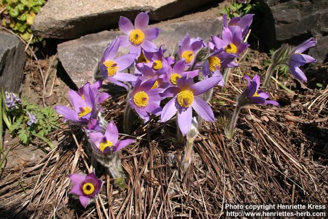 Photo: Pulsatilla vulgaris 14.