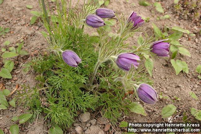 Photo: Pulsatilla vulgaris 16.