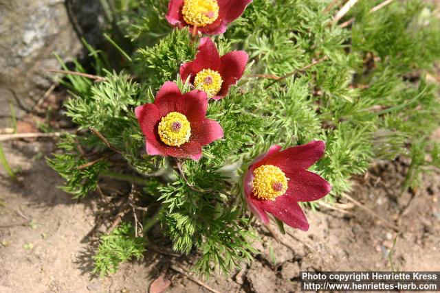 Photo: Pulsatilla regeliana 2.