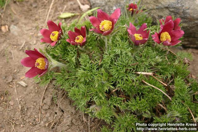 Photo: Pulsatilla regeliana 4.