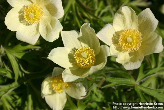 Photo: Pulsatilla flavescens 5.