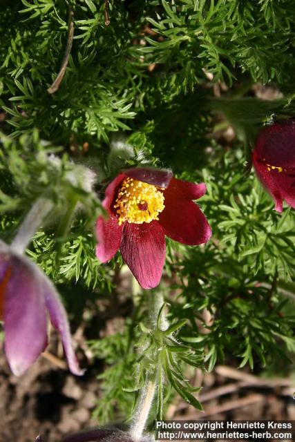 Photo: Pulsatilla regeliana 6.