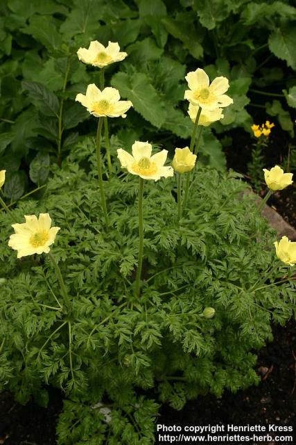 Photo: Pulsatilla alpina.