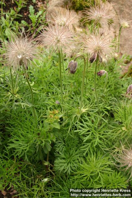 Photo: Pulsatilla x hackelii.