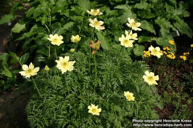 Photo: Pulsatilla alpina 3.