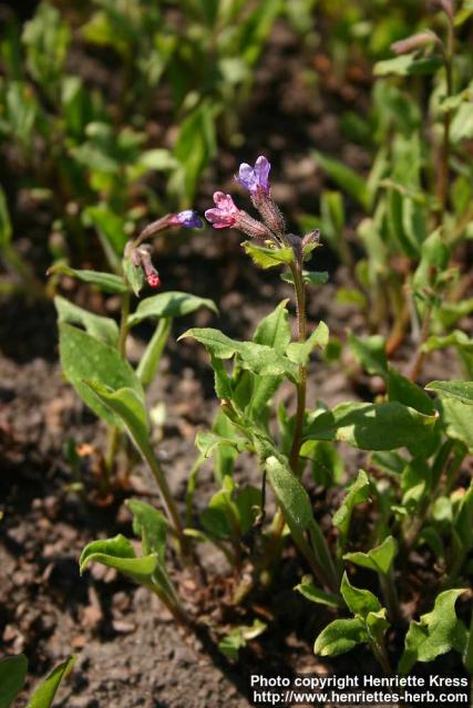 Photo: Pulmonaria officinalis 2.