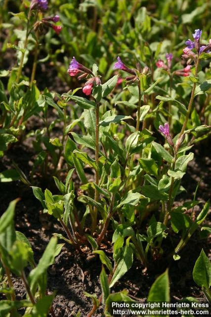 Photo: Pulmonaria officinalis 3.