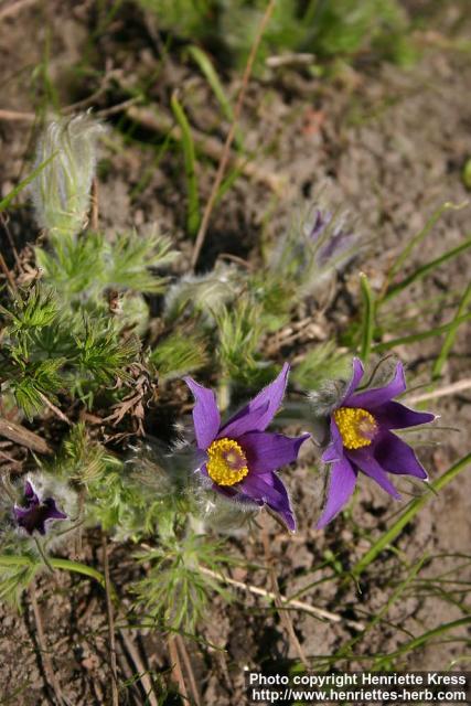 Photo: Pulsatilla patens 0.