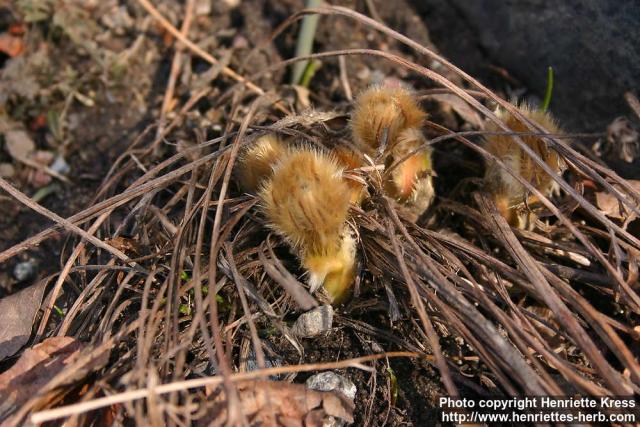 Photo: Pulsatilla vulgaris 21.