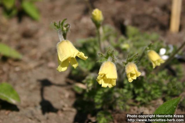 Photo: Pulsatilla albana.