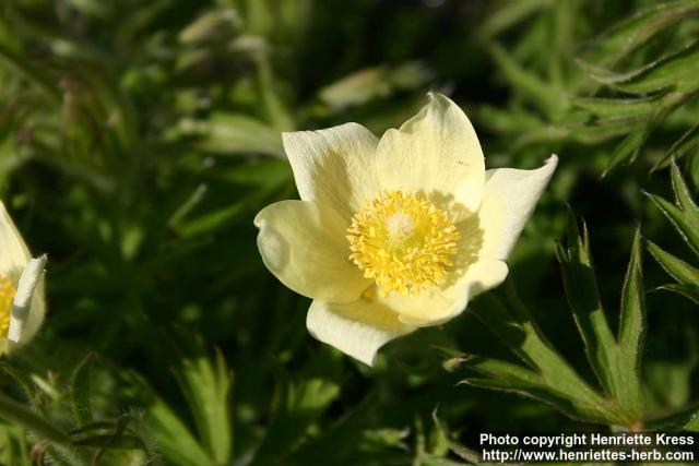 Photo: Pulsatilla flavescens 7.