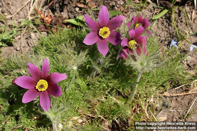 Photo: Pulsatilla ambigua 0.