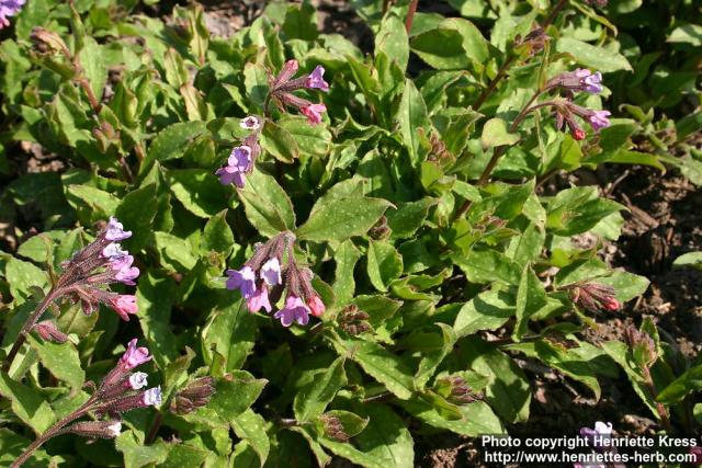 Photo: Pulmonaria officinalis 4.