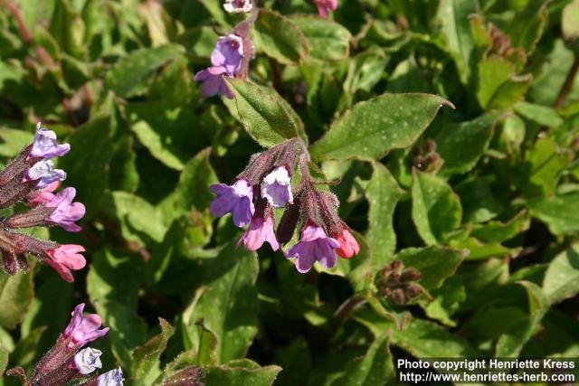 Photo: Pulmonaria officinalis 5.