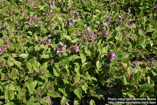 Photo: Pulmonaria officinalis 6.