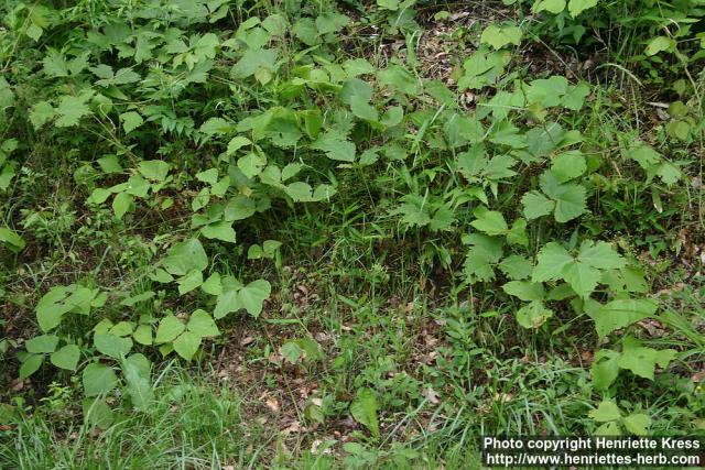 Photo: Pueraria montana 3.