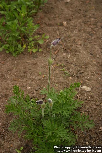 Photo: Pulsatilla montana 1.