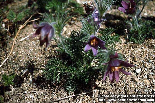 Photo: Pulsatilla vulgaris.