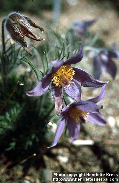 Photo: Pulsatilla vulgaris 1.