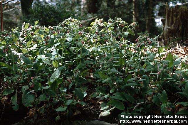 Photo: Pulmonaria rubra.