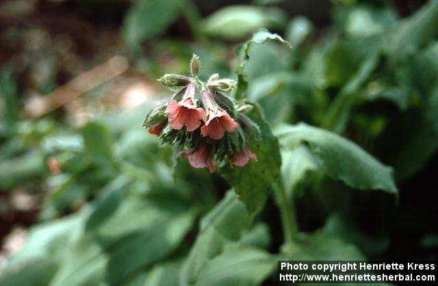 Photo: Pulmonaria rubra 1.