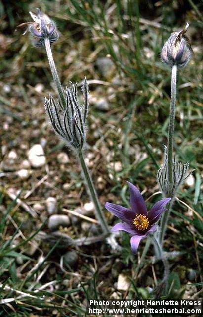 Photo: Pulsatilla vulgaris 2.