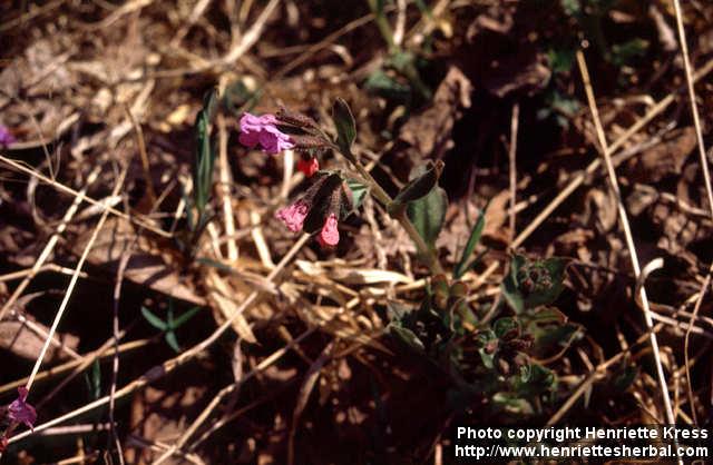 Photo: Pulmonaria obscura 1.