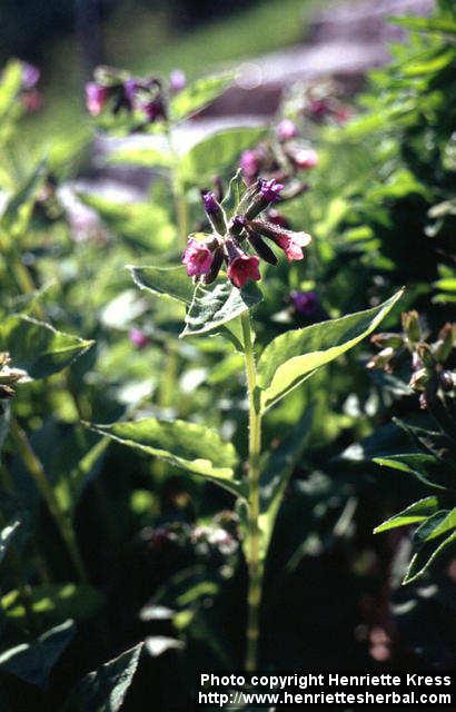 Photo: Pulmonaria obscura 10.