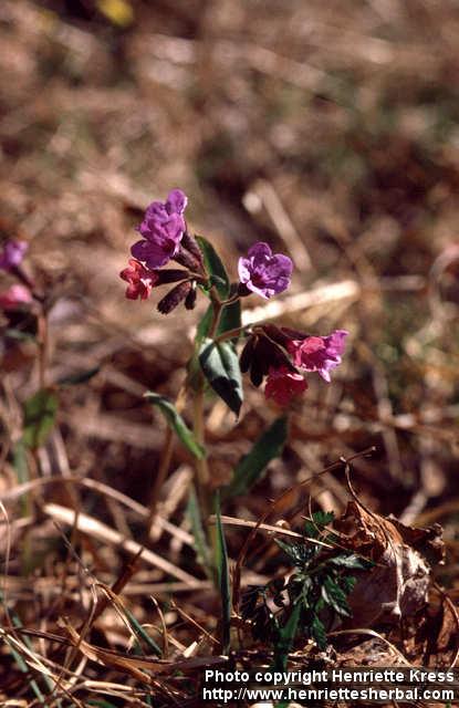 Photo: Pulmonaria obscura 2.